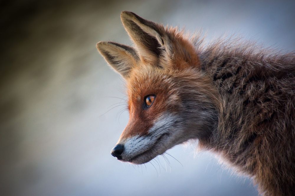 københavn zoo dyr